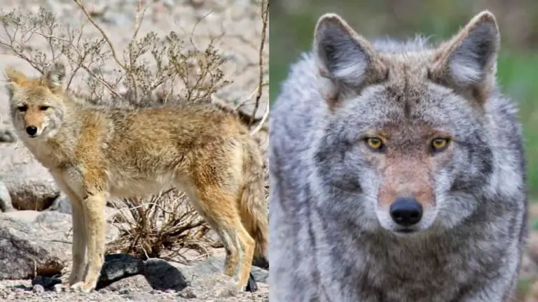 Wolf vs Coyote (Who Would Win In A Fight?)