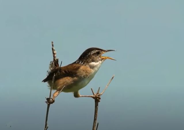 Why Do Birds Chirp In Their Sleep? (Short Answer)