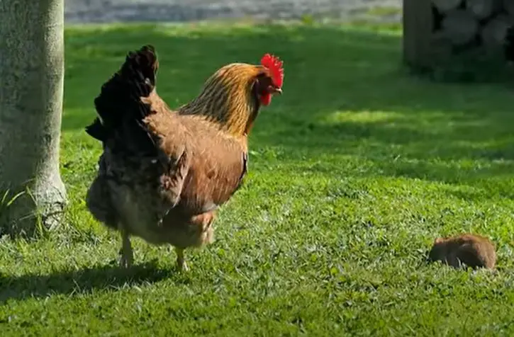 Rat vs Rooster, Which One Would Win In A Fight?