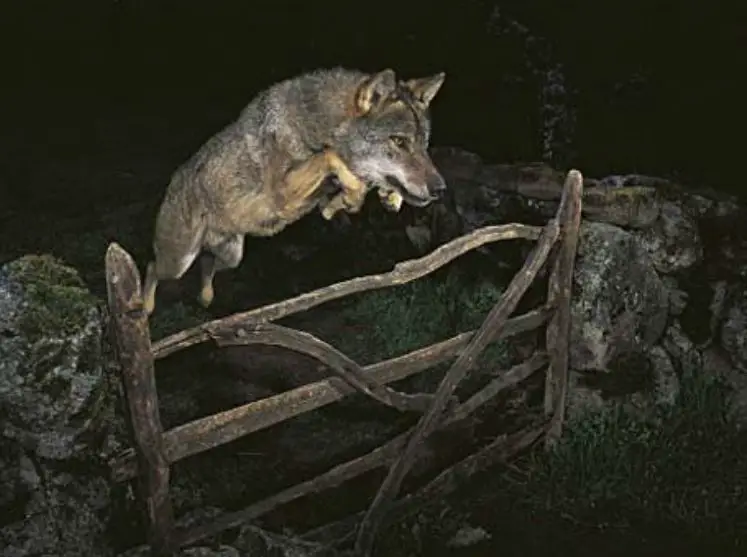 Can Wolves and Coyotes Jump Over a Fence? (Brief Answer)