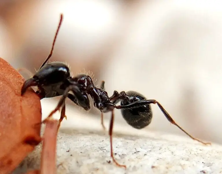 10 Interesting Facts And Behaviors About Ants
