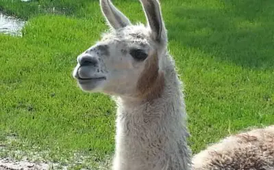 How Do Llamas Protect Themselves From Predators? (Solved)