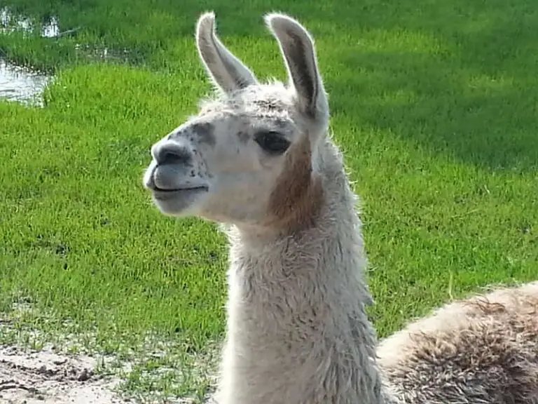 How Do Llamas Protect Themselves From Predators? (Solved)