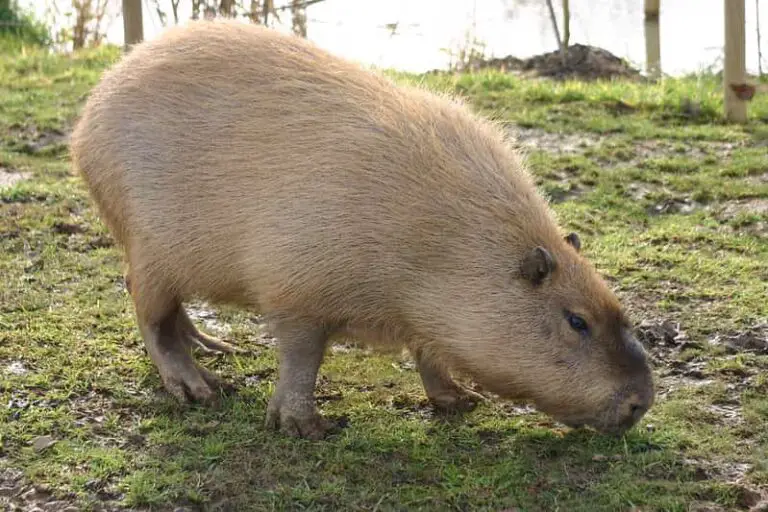 12 Astonishing Facts About Capybaras