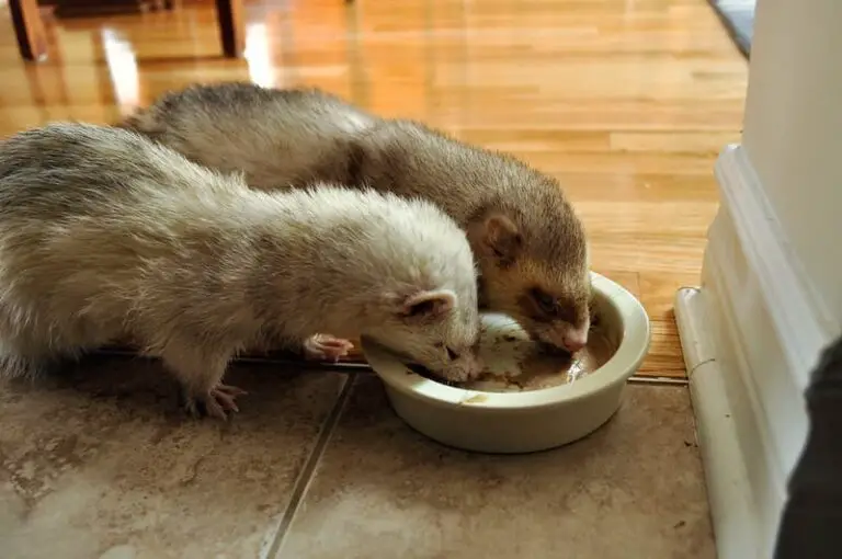 What Ferrets Can And Can’t Eat? (Essential Tips)