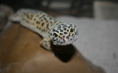 Leopard Gecko Breeding Guide For Beginners