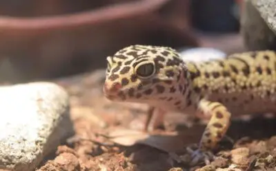 Is Coconut Fiber Safe For Leopard Geckos? (Solved)