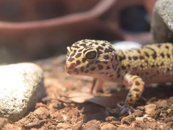 Is Coconut Fiber Safe For Leopard Geckos? (Solved)