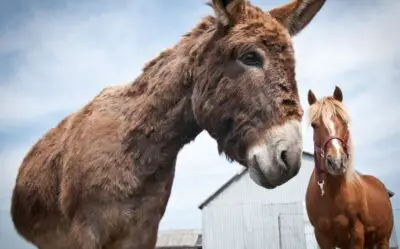 Donkey vs Mule vs Horse (Which One Is The Best)