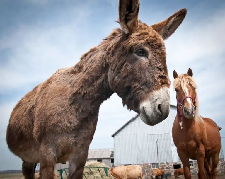 Donkey vs Mule vs Horse (Which One Is The Best)