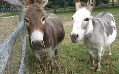 10 Facts About Donkeys You Probably Don’t Know