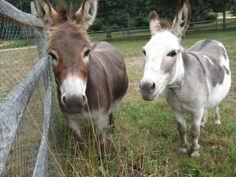 10 Facts About Donkeys You Probably Don’t Know