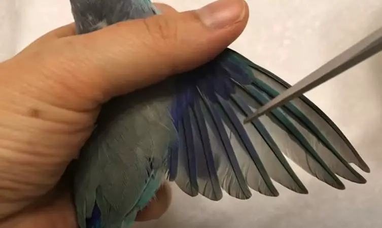 Can Birds Still Fly With Clipped Wings?