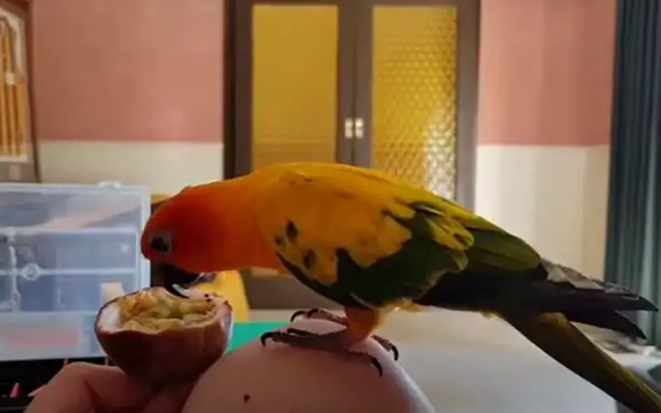 Can Birds Eat Passion Fruit?