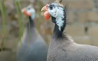 Why Are Guinea Fowl So Noisy? (How To Minimize The Noise)