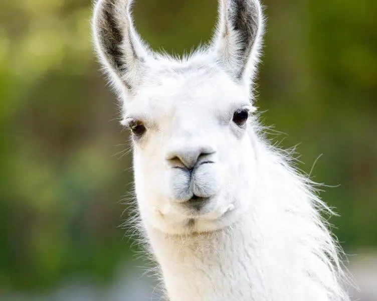 10 Amazing Facts About Llamas’ Spit