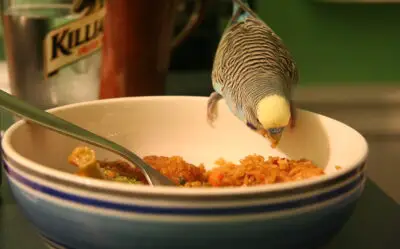 Can Budgies Eat Cooked White Rice? (Solved)