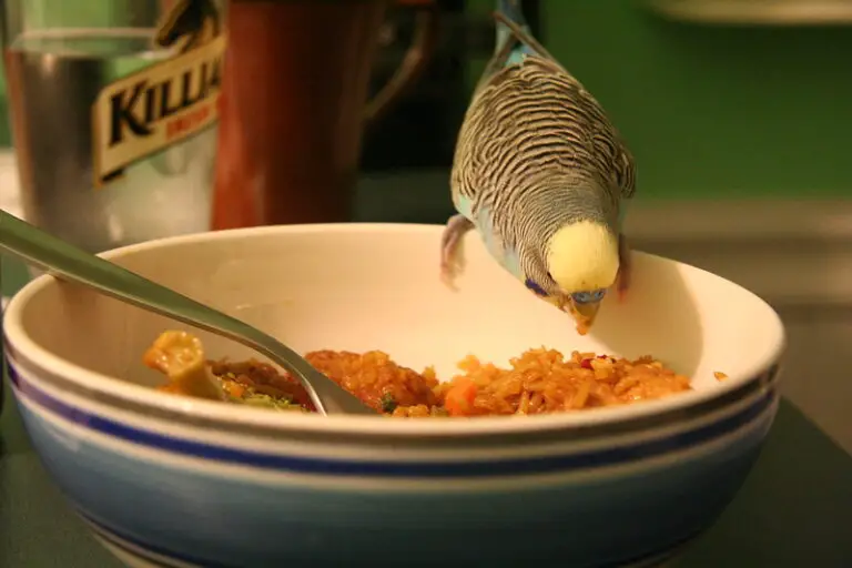 Can Budgies Eat Cooked White Rice? (Solved)