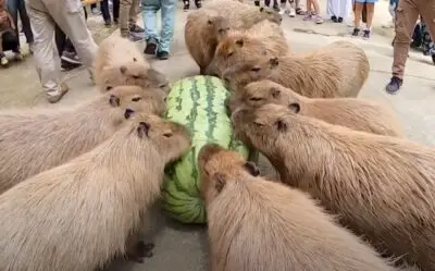 Why Capybara Likes to Eat Watermelon? (Solved)