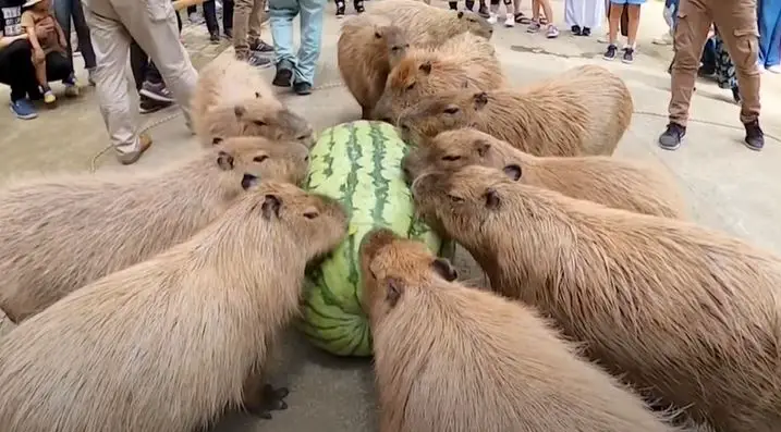 Why Capybara Likes to Eat Watermelon? (Solved)