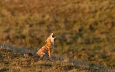5 Main Reasons Why Coyotes Howl At Night
