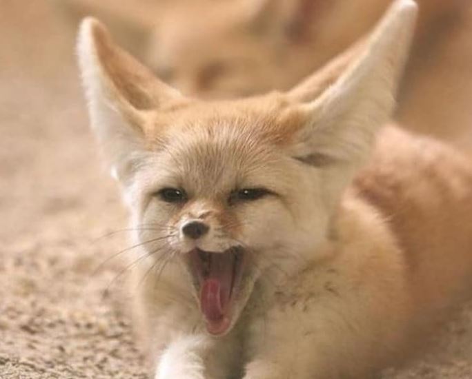 Why Do Fennec Foxes Have Big Ears? (The Main Reason) - Animal World Facts