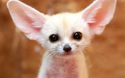 Why Do Fennec Foxes Have Big Ears? (The Main Reason)