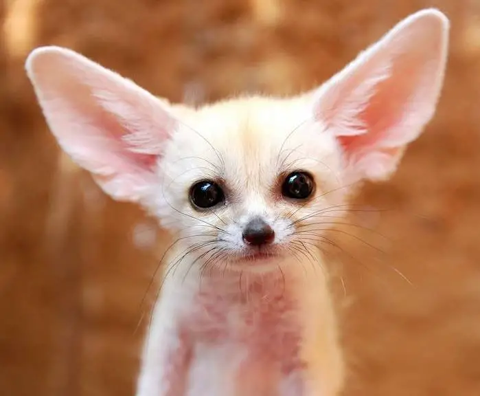 Why Do Fennec Foxes Have Big Ears? (The Main Reason)
