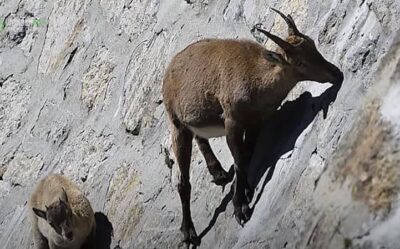 Why Do Mountain Goats Lick Salt? (Short Answer)