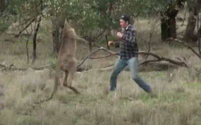 Man Vs Kangaroo (Who Would Win In A Fight?)