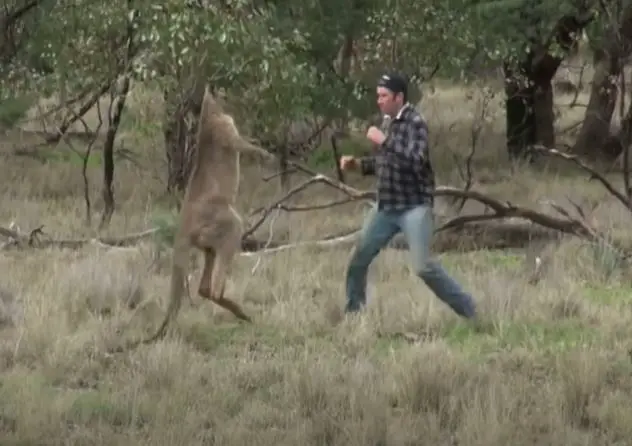 Man Vs Kangaroo (Who Would Win In A Fight?)
