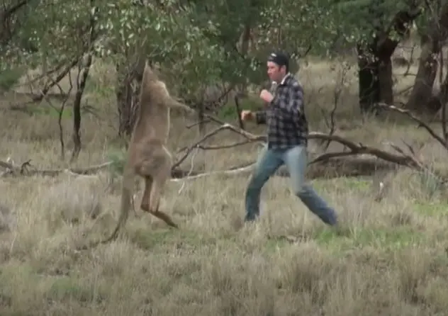 Man Vs Kangaroo (Who Would Win In A Fight?) - Animal World Facts