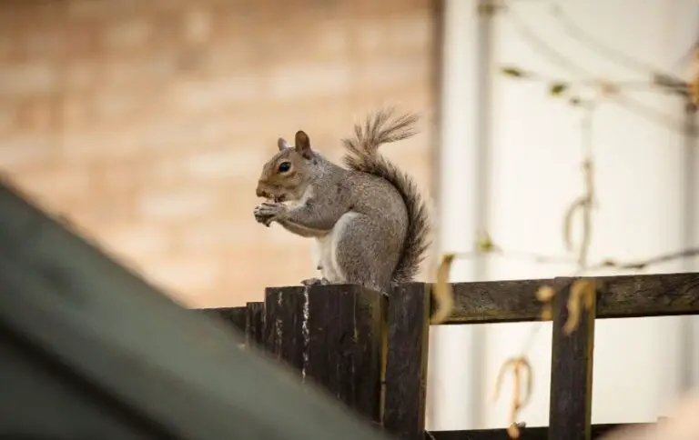 Two Natural Squirrel Deterrents that Really Work