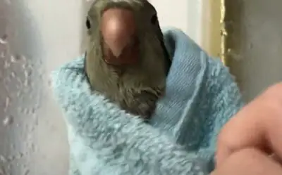 4 Main Ways Budgies Get Dry After Bathing