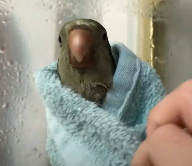 4 Main Ways Budgies Get Dry After Bathing