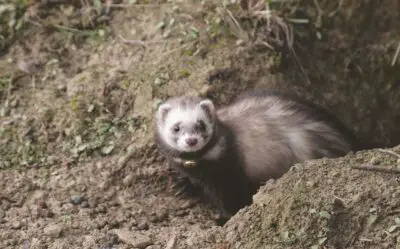 6 Animals That Ferrets Hunt And Eat