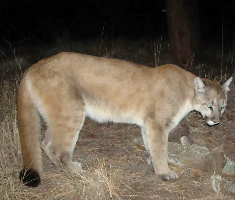 Man Vs Mountain Lion (Who Would Win In A Fight?)