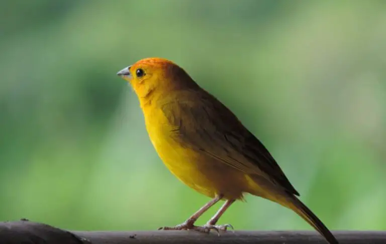 How Smart Are Canaries? (More Than You Can Imagine)