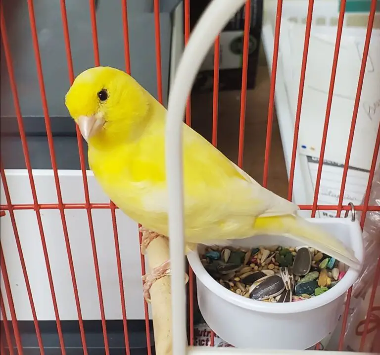 How Long Can a Canary Go Without Food And Water?