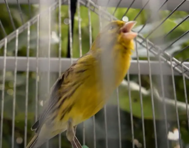 Are Canaries Loud At Night?