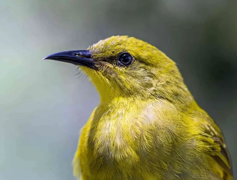 Are Canaries Solitary?