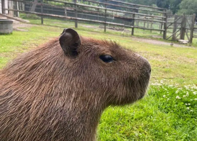 Why Do Capybaras Wiggle Their Ears? (This is the Reason)