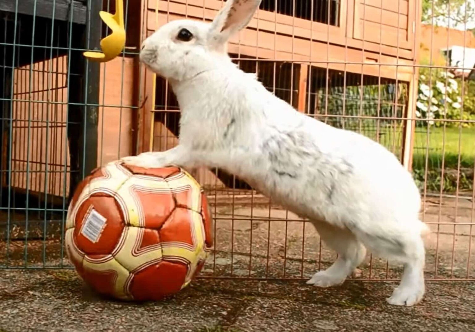 Keep Rabbits Busy and Entertained 12 Proven Tips Animal World Facts