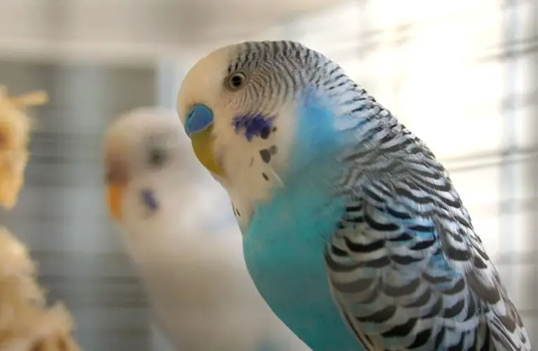 How Do You Know That Budgies Get Along?