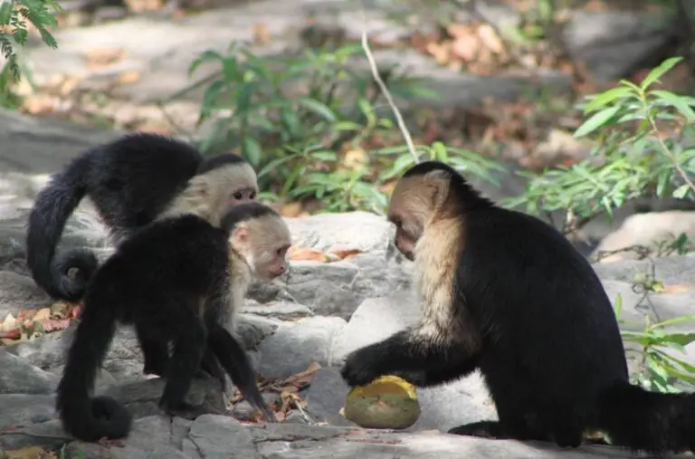 How Smart Are Capuchin Monkeys?